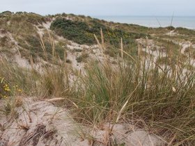 boulogne_brey-dune-6.jpg